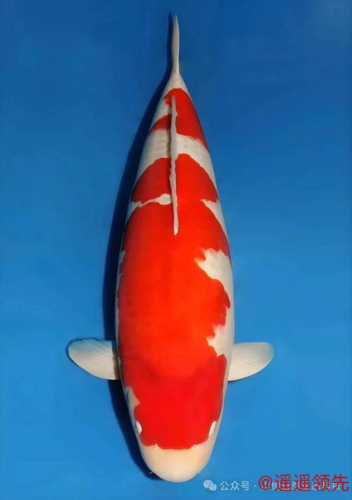 【山树快讯】第56届全日本总合锦鲤品评会袁建栋博士爱鲤夺冠！