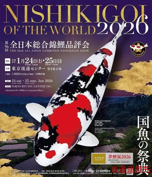 【山树快讯】第56届全日本总合锦鲤品评会袁建栋博士爱鲤夺冠！