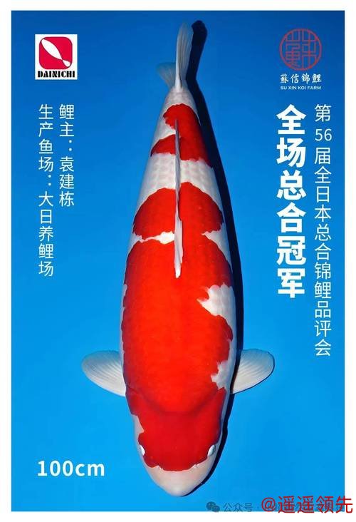 【山树快讯】第56届全日本总合锦鲤品评会袁建栋博士爱鲤夺冠！